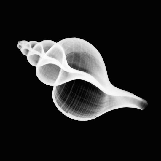 Korea_seashell_XRay copy