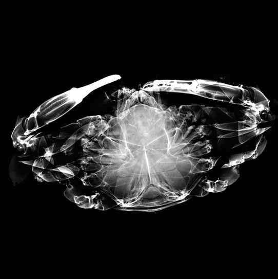 Korea_Crab_XRay copy