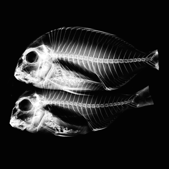 Korea_Fishes_XRay copy
